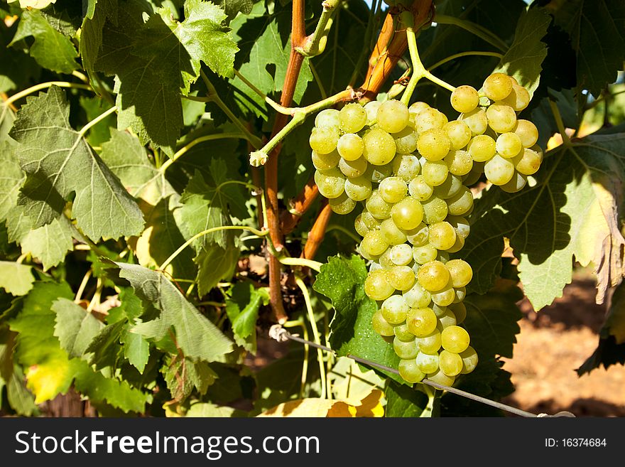 Ripe Grapes Hanging On The Vine