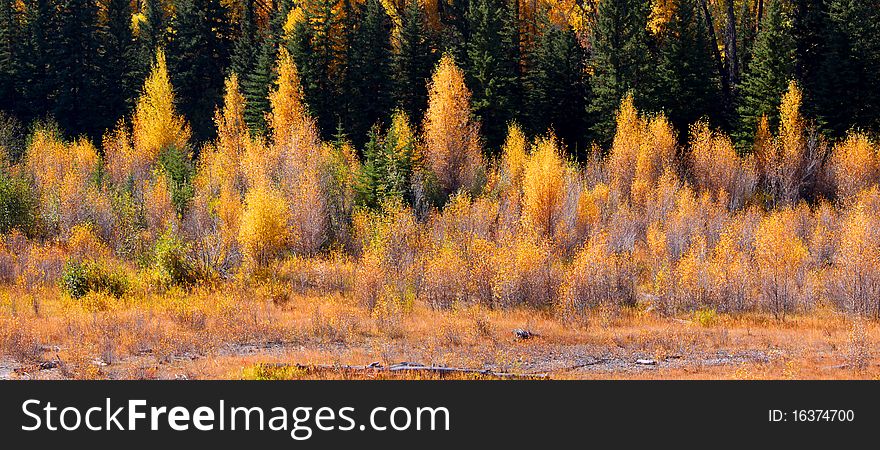 Bright colored autumn bushes in Yellowstone national park
