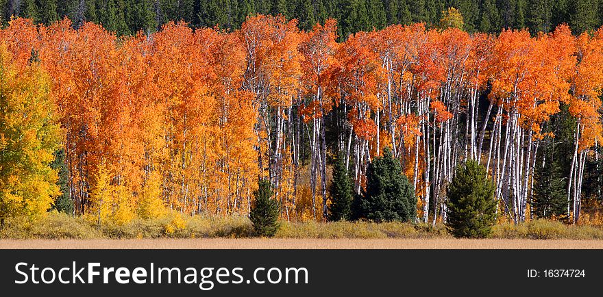 Bright colored autumn trees in Yellowstone national park. Bright colored autumn trees in Yellowstone national park