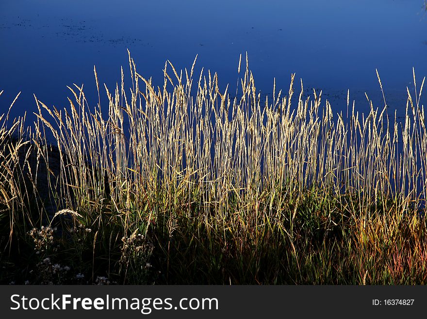 Beautiful tall river grass by the blue lake. Beautiful tall river grass by the blue lake