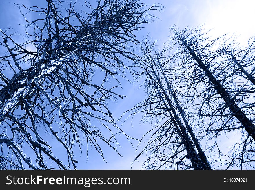 Tall burnt pine trees in Yellowstone national park