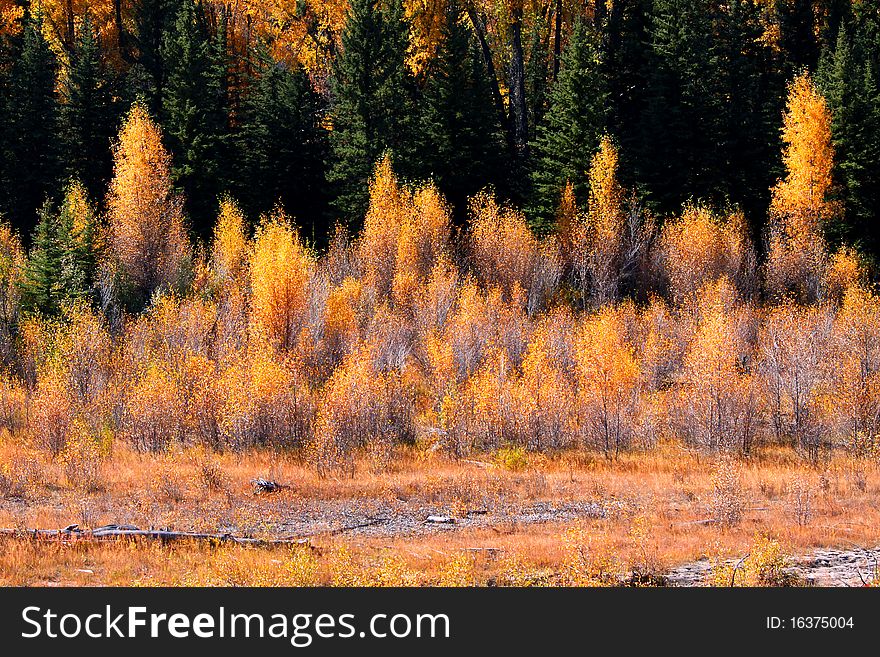 Bright colored autumn bushes in Yellowstone national park. Bright colored autumn bushes in Yellowstone national park