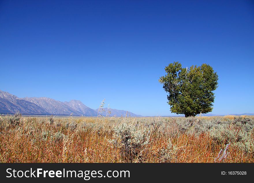 Green single tree in the meadow in autumn time