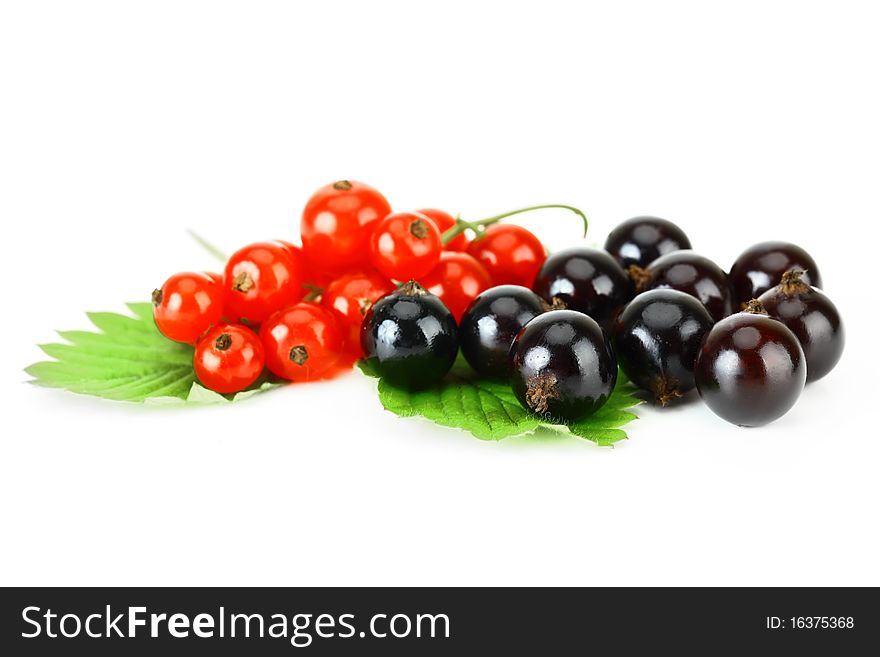 Black currant and red on a white background. Black currant and red on a white background