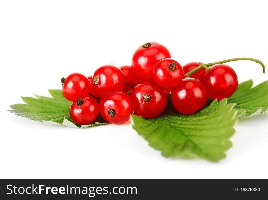 Currant red on a white background. Currant red on a white background