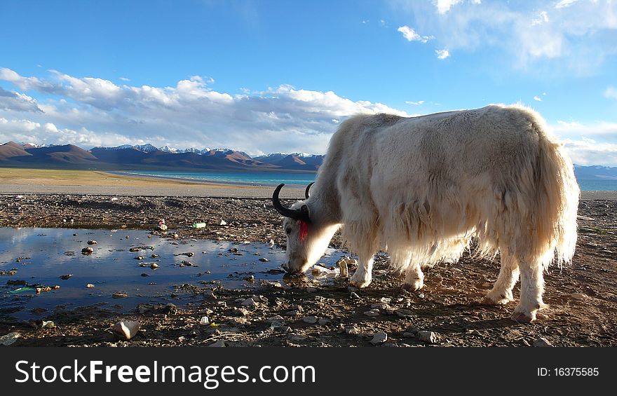 White yak drinking water at a blue lake,Tibet. White yak drinking water at a blue lake,Tibet
