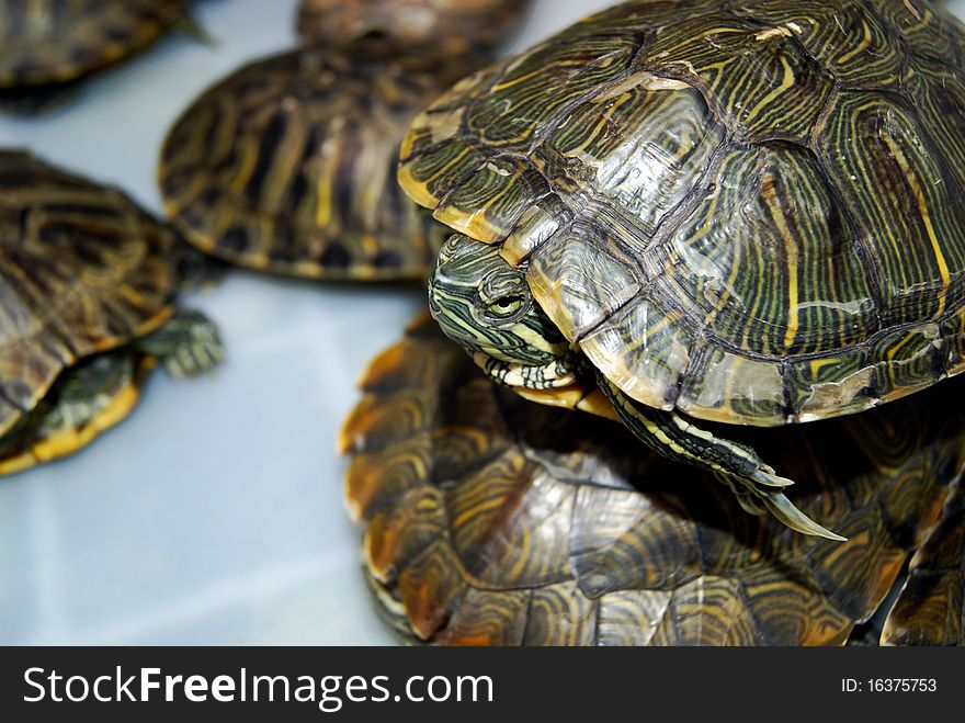 A turtle head out, half-squint, look at its peers. These cute little pet.