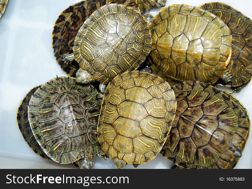 A few cute turtle, exposing their back. They rest.