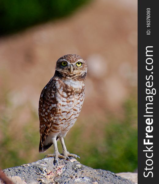 Burrowing Owl Standing on Rock