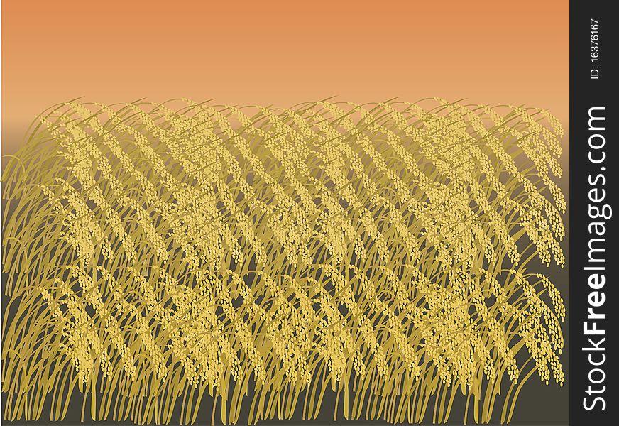 Rice  farm  in autumn illustration. Rice  farm  in autumn illustration