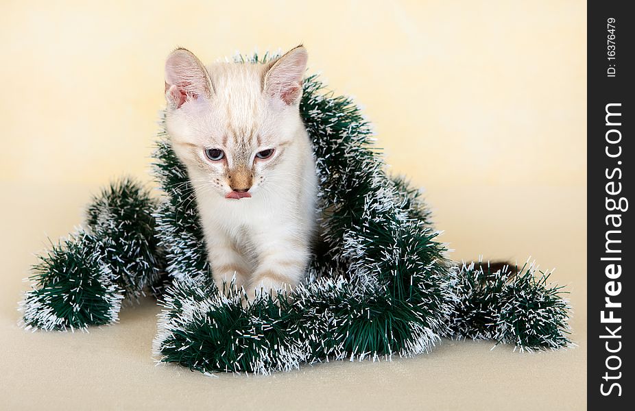 Thai kitten in Christmas tinsel. On the eastern calendar 2011 - the year the cat.