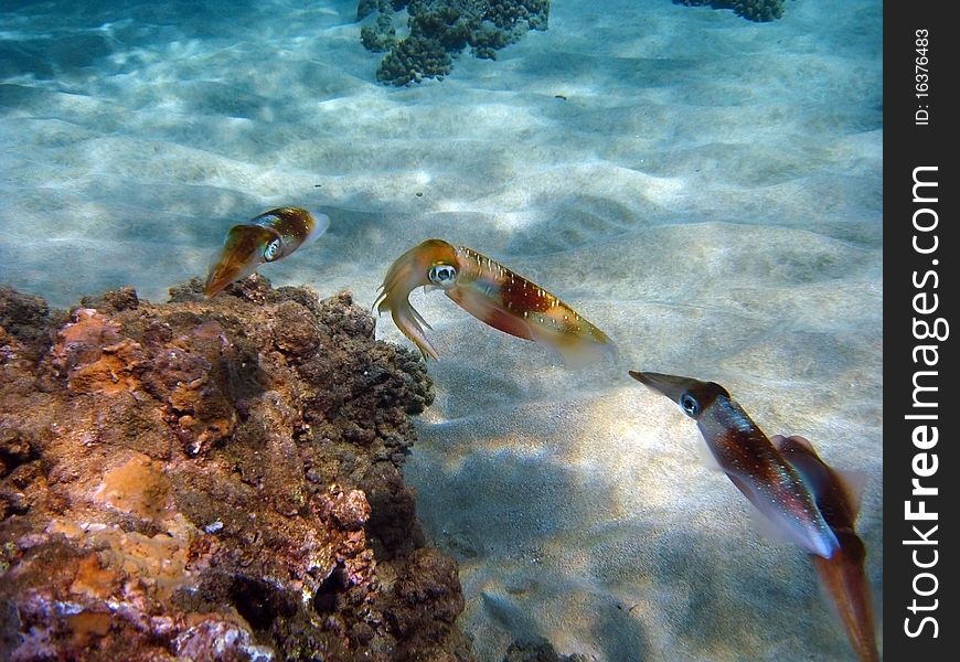 Kings of Camouflage, the cuttlefish