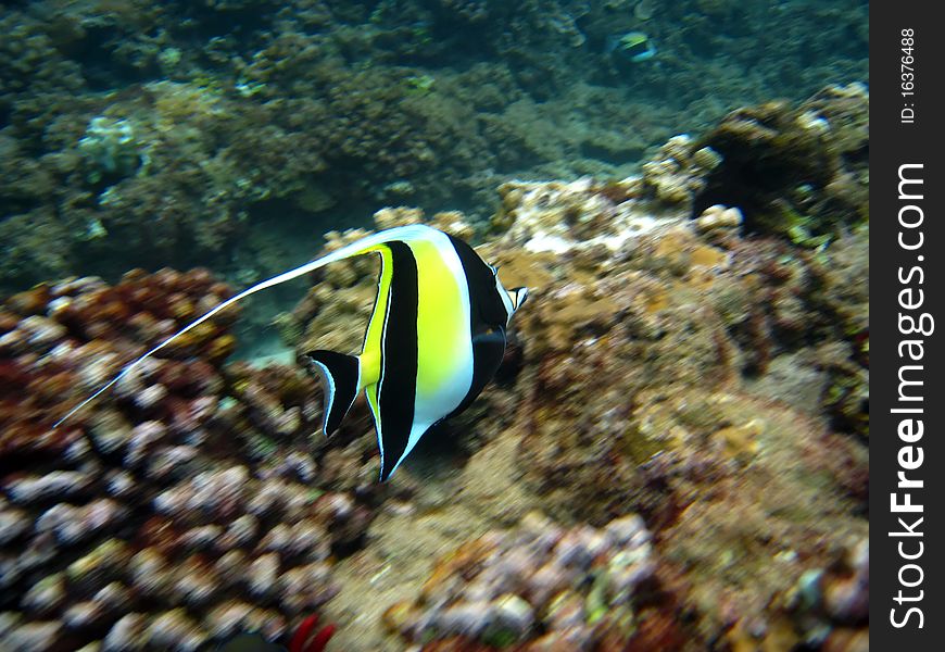 Moorish Idol (Kihikihi) over coral in the pacific Ocean (Hawaii). Moorish Idol (Kihikihi) over coral in the pacific Ocean (Hawaii)