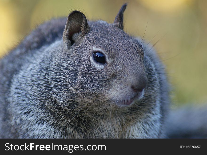 Close-Up of a Squirrel. Very detailed face section, unfocused background.