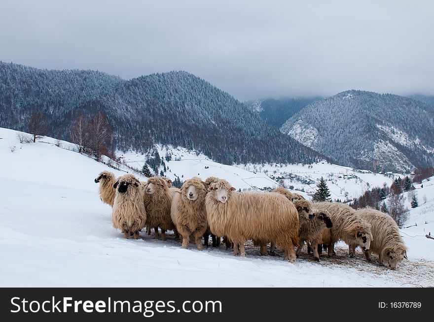 Sheep Flock in Mountain, in Winter