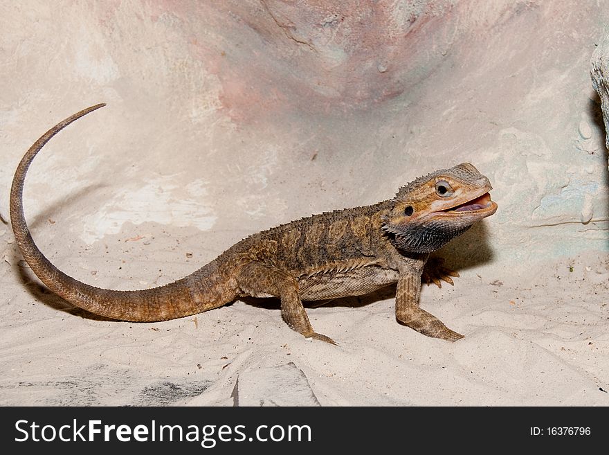 Bearded Dragon or Agama in terrarium