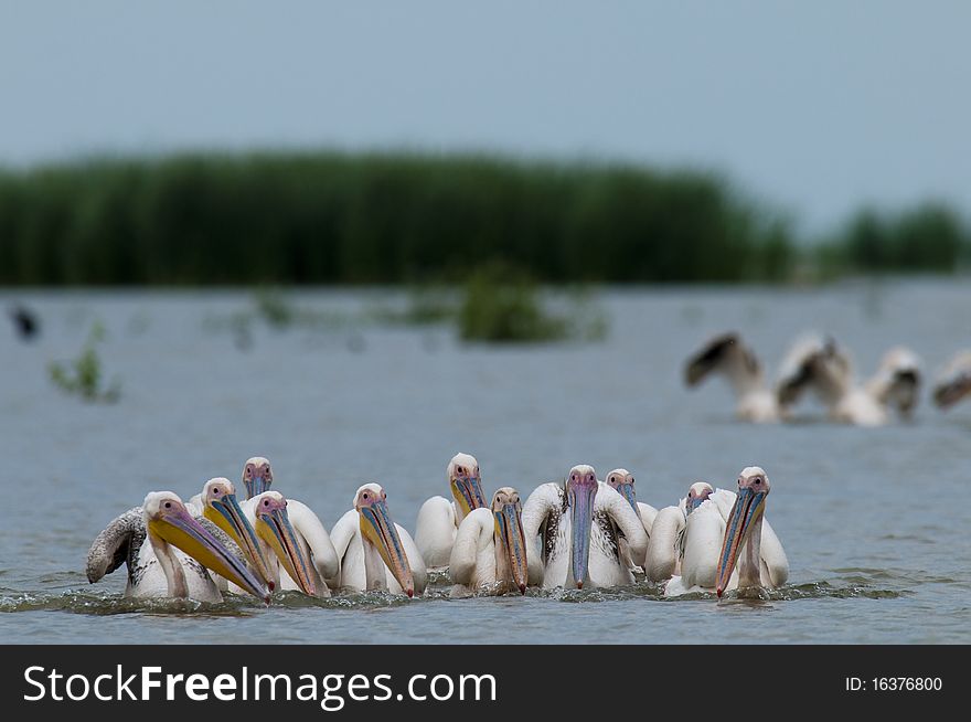 White Pelicans Flock fishing in shallow water