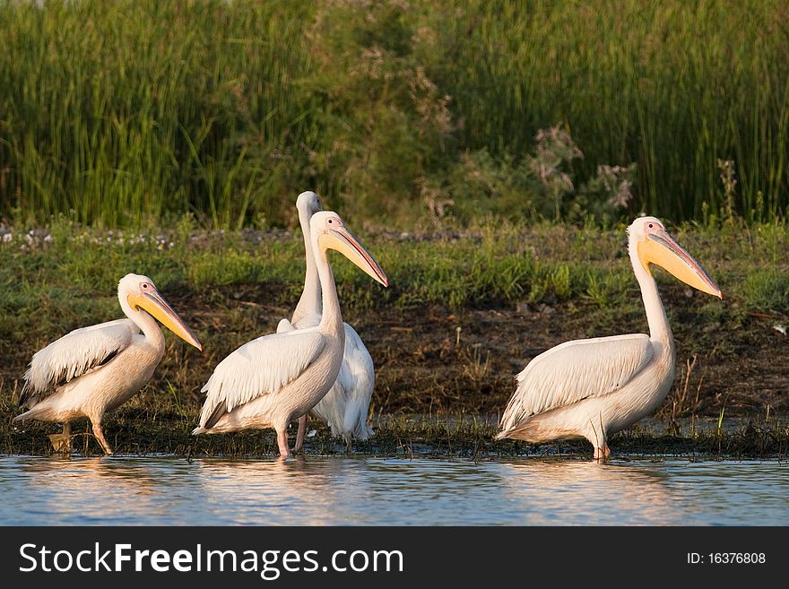 White Pelicans on lake shore. White Pelicans on lake shore