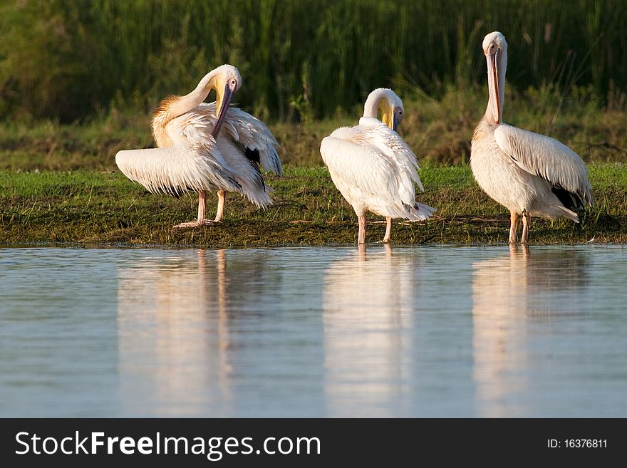 White Pelicans on lake shore