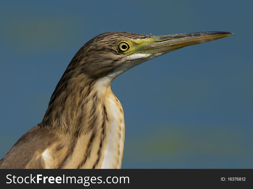 Silky or Squacco Heron Portrait