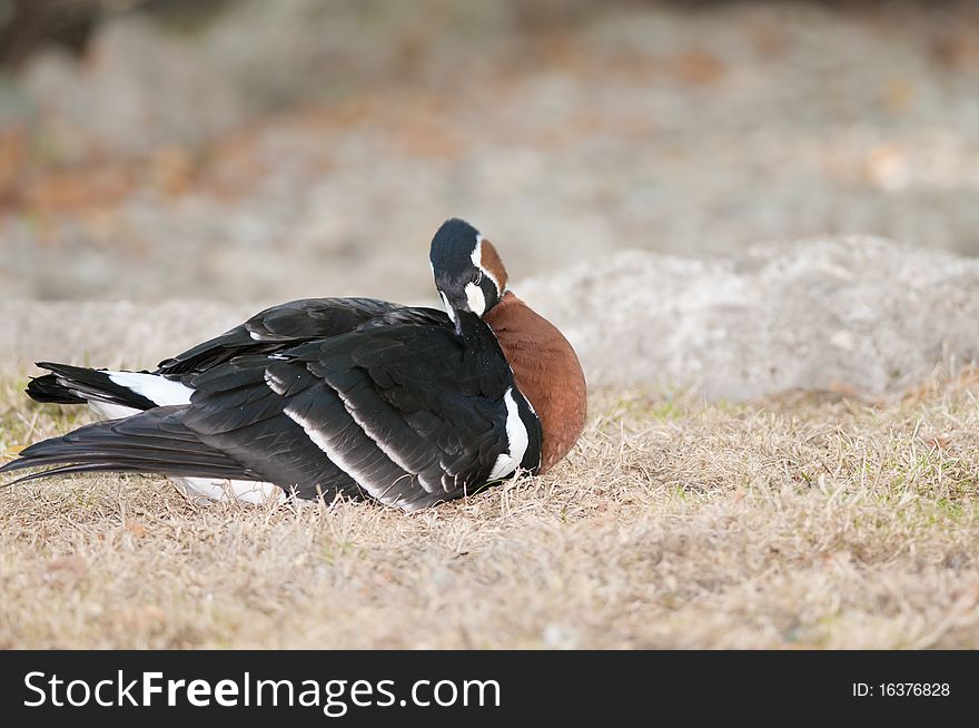 Red Breasted Goose on shore