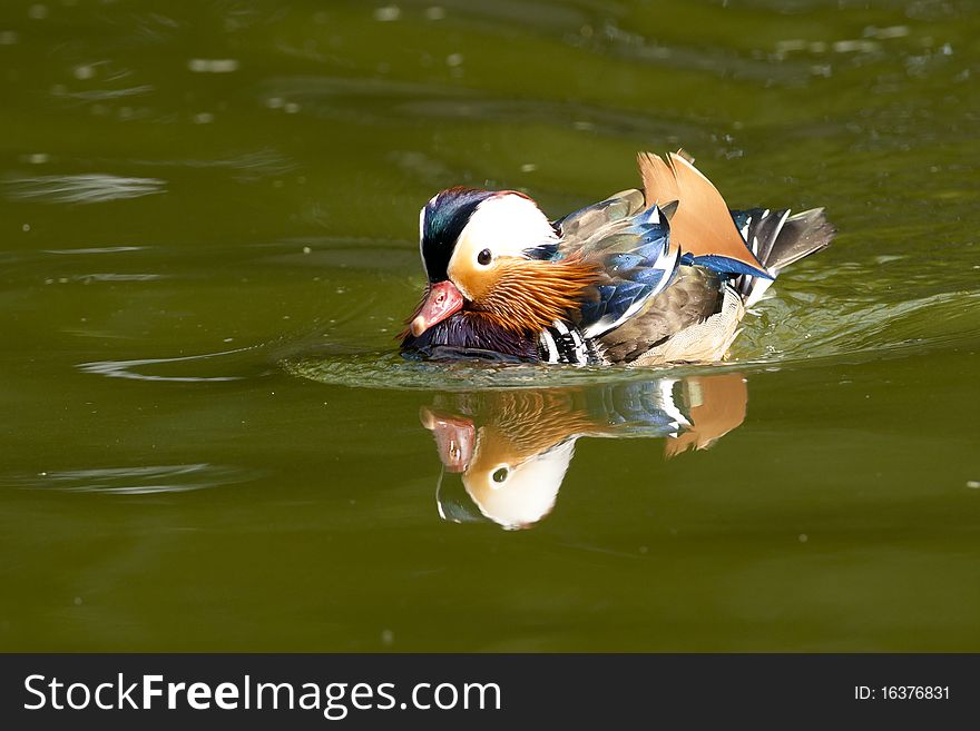 Mandarin Duck Drake