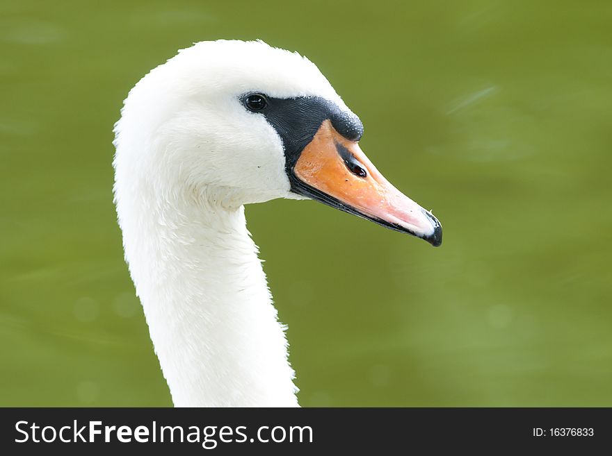 Mute Swan Portrait