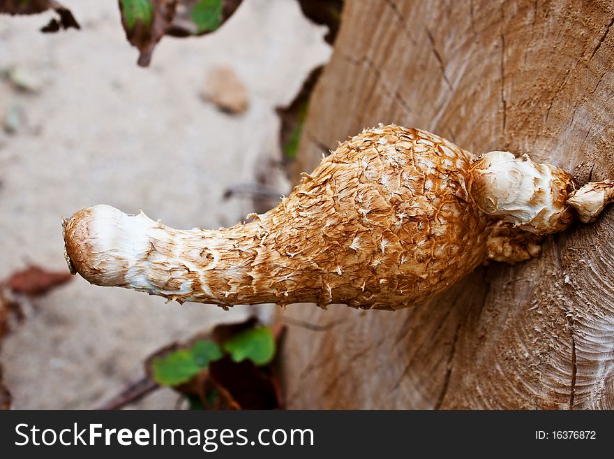 Brown mushroom grown on ald tree on the baech