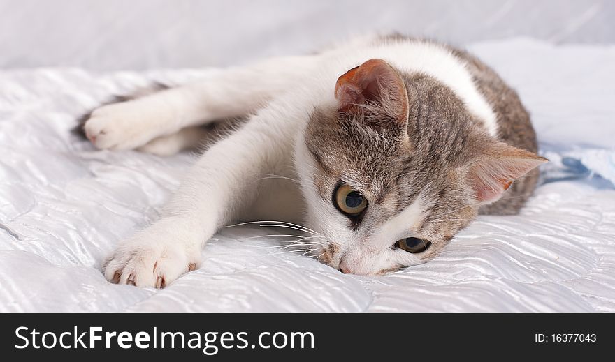 European baby cat lying on the bed