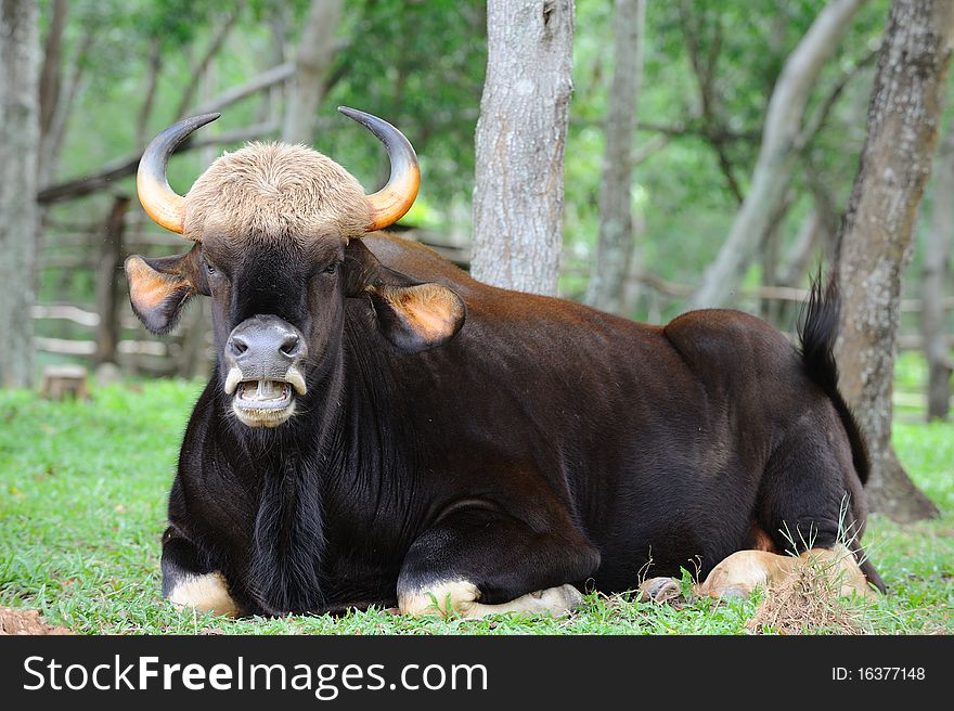 Thai gaur sit on the grassland.