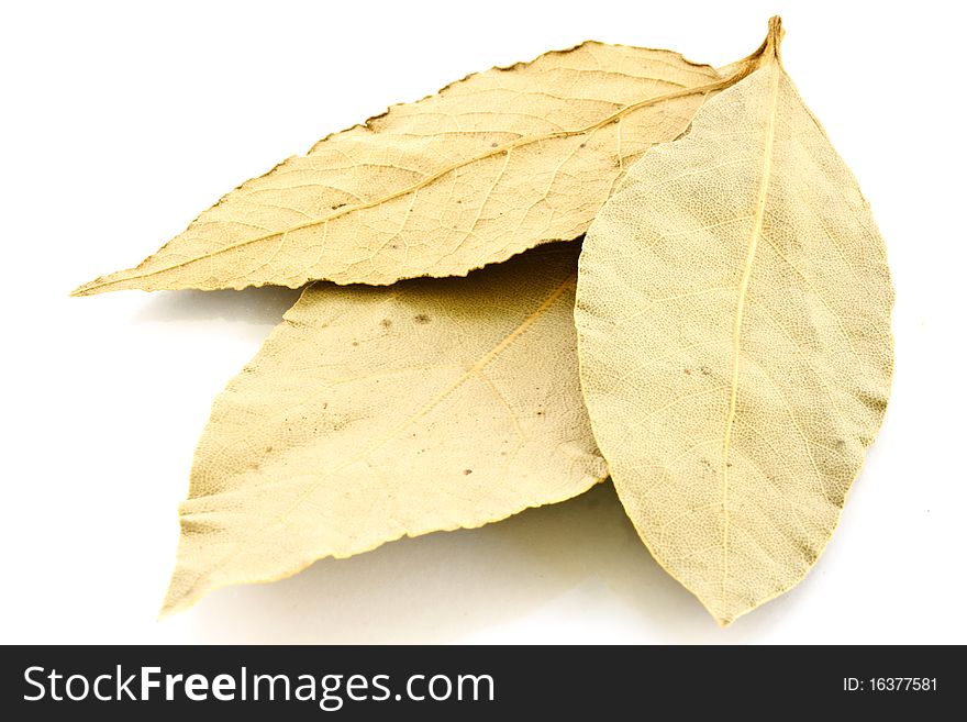 Bay leaf on a white background