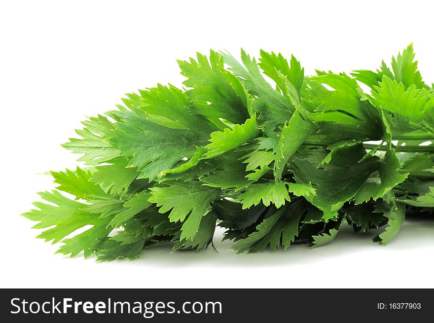 A bunch of fresh green celery leaves on a white background