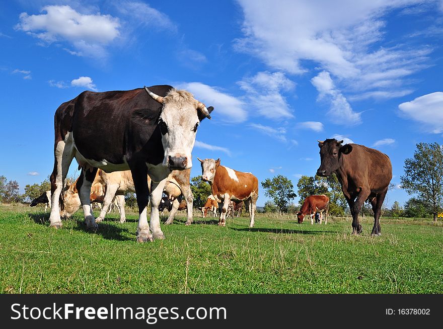 Cows on a summer pasture.