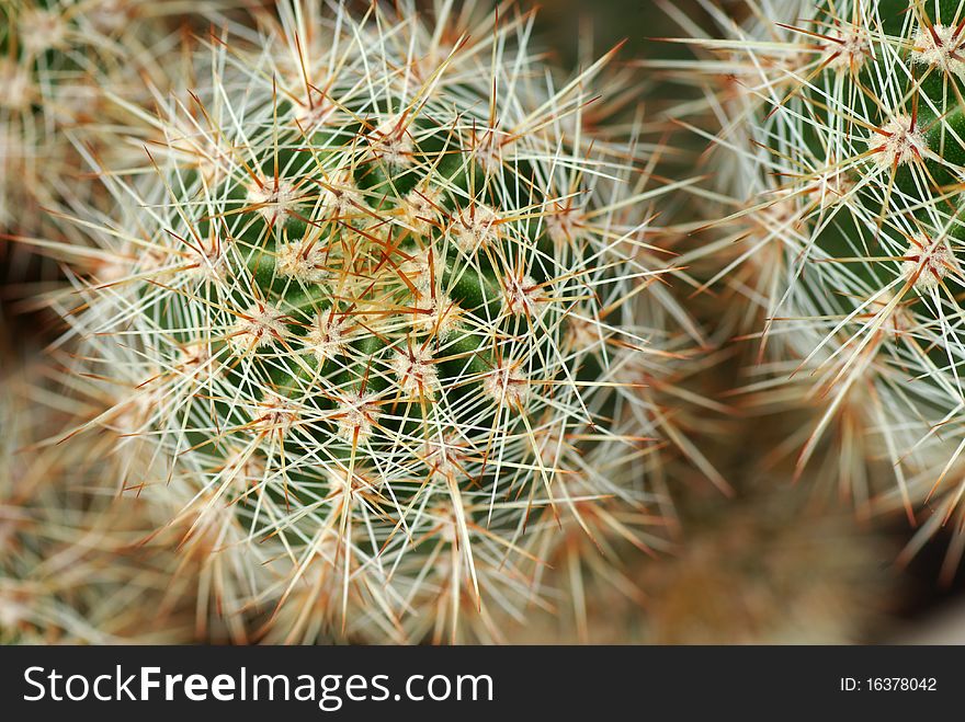 Of prickly cactus, to blur the background, close-up