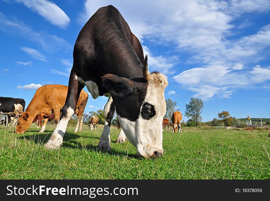 Cow on a summer pasture in a rural landscape under the dark blue sky. Cow on a summer pasture in a rural landscape under the dark blue sky.