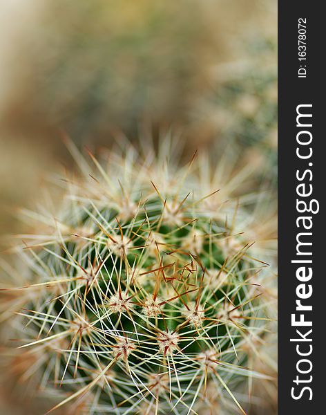 Of prickly cactus, to blur the background, close-up