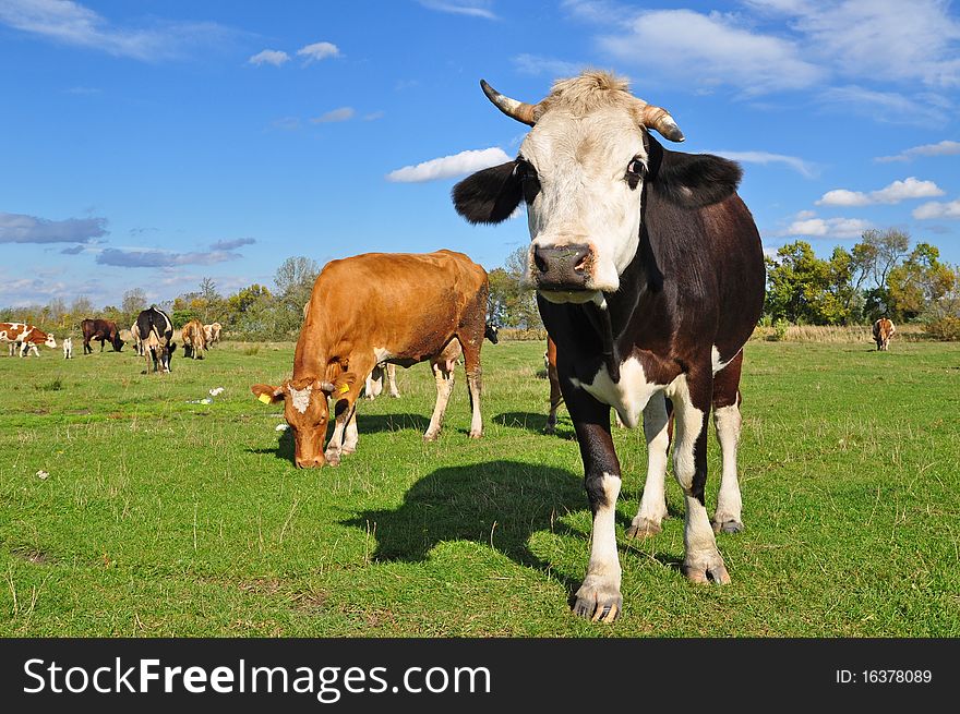 Cows on a summer pasture in a rural landscape under the dark blue sky. Cows on a summer pasture in a rural landscape under the dark blue sky.
