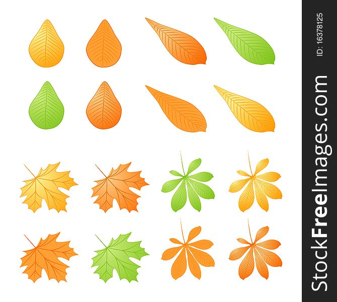Vector set of different autumn leafs