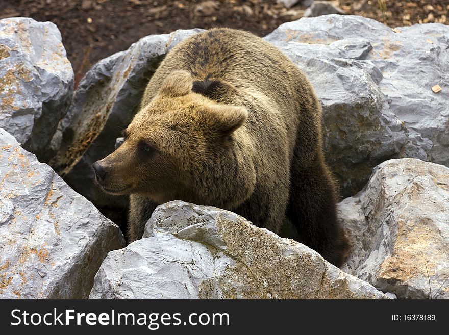 Brown bear beetween the rocks, searching for food.