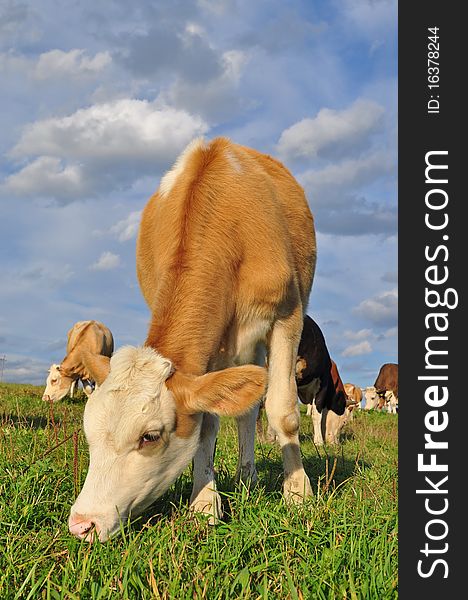 The calf on a summer pasture in a rural landscape under clouds. The calf on a summer pasture in a rural landscape under clouds.