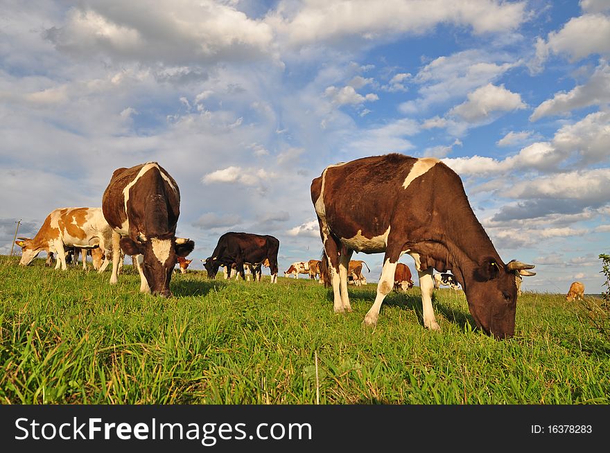 Cows on a summer pasture in a rural landscape under the dark blue sky. Cows on a summer pasture in a rural landscape under the dark blue sky.