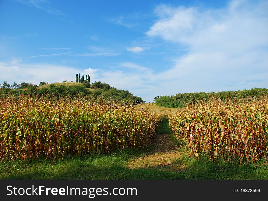 Corn field by Mantua, Lombardy, Italy. Corn field by Mantua, Lombardy, Italy