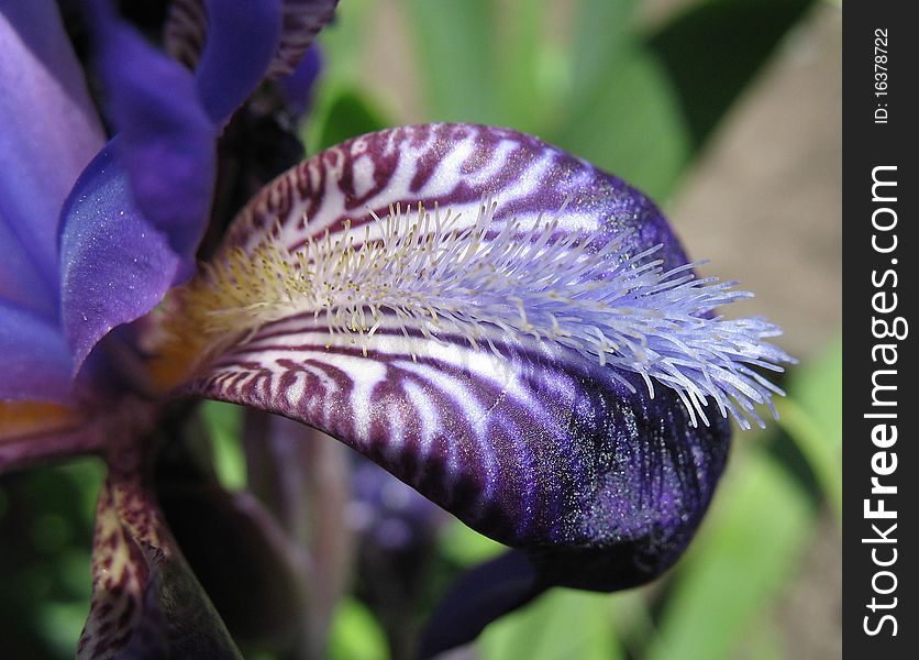 Closeup of violet iris petal. Macro. Closeup of violet iris petal. Macro