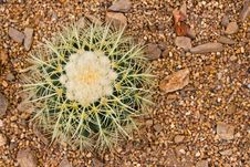 Cactus Ball Royalty Free Stock Photos Cactus Ball Royalty Free Stock Photos