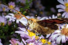 Painted Lady Butterfly, Vanessa Cardui Royalty Free Stock Photography Painted Lady Butterfly, Vanessa Cardui Royalty Free Stock Photography