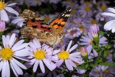 Painted Lady Butterfly, Vanessa Cardui Royalty Free Stock Photo Painted Lady Butterfly, Vanessa Cardui Royalty Free Stock Photo