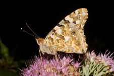 Painted Lady Butterfly, Vanessa Cardui Royalty Free Stock Photography Painted Lady Butterfly, Vanessa Cardui Royalty Free Stock Photography