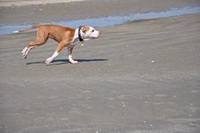Dog Running On The Sand Stock Image