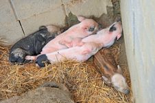 Piglets Stock Photos Piglets Stock Photos