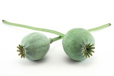 Opium Poppy Royalty Free Stock Photography Opium Poppy Royalty Free Stock Photography